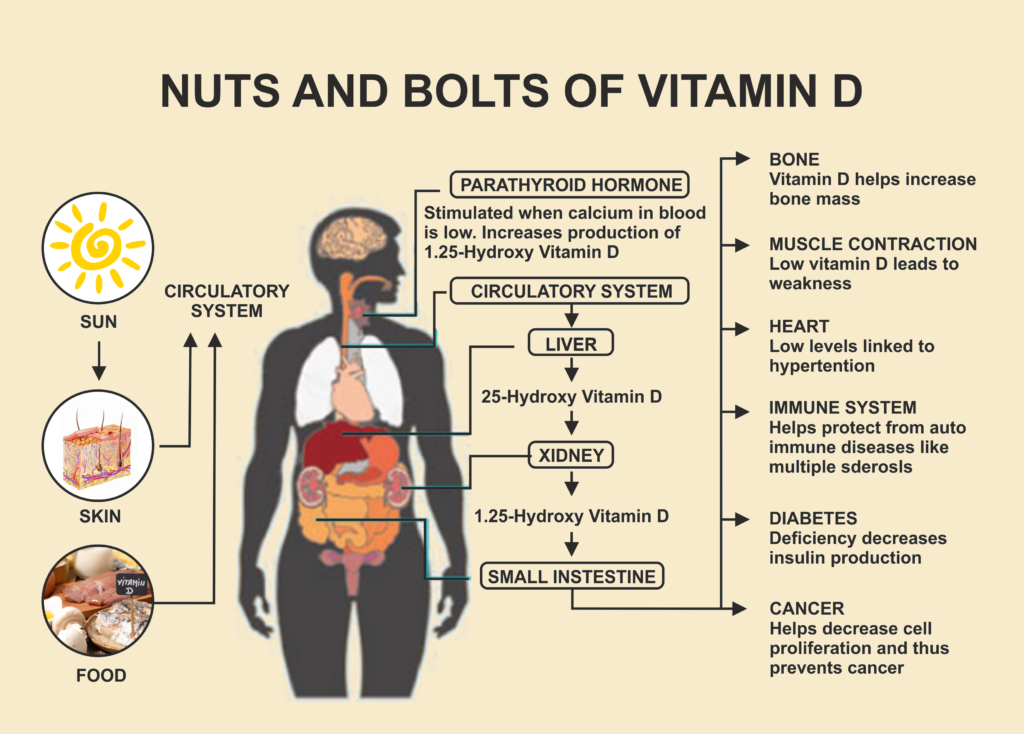 Nuts-and-Bolts-of-Vitamin-D